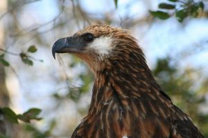 types of eagles - Madagascar Fish Eagle