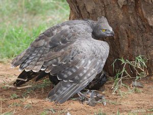 types of eagles - Martial Eagle