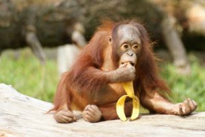 Rainforest Animals-orangutan