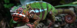 shortest lifespan animal - Panther Chameleon