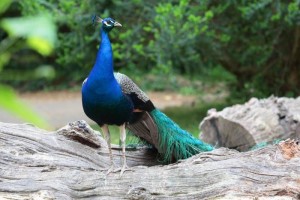 20 Beautiful Blue Colored Animals