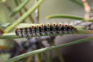 Types of Caterpillars - Pine Processionary Caterpillar