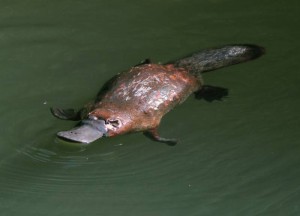 Platypus