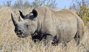 Rainforest Animals-Rhinoceros