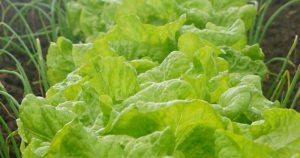 indoor growing - Salad Greens - image: nwedible.com
