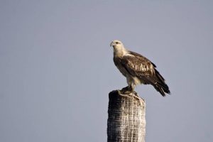 types of eagles - Sanford’s Sea Eagle