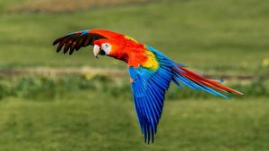 Rainforest Animals-Scarlet Macaw-image:thesprucepets.com