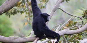 Rainforest Animals-Siamang