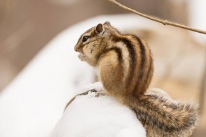 Siberian Chipmunk