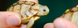 Speckled Padloper Tortoise