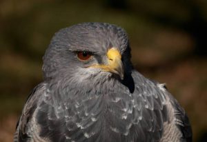 types of eagles - The Black Chested Buzzard Eagle