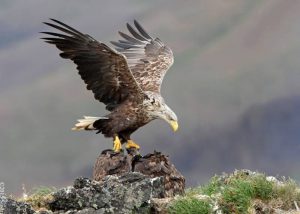 types of eagles - The White Tailed Eagle