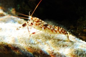 Tiger Pistol Shrimp