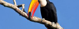 Rainforest Animal -Toco Toucan