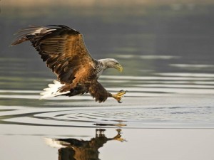 19 Popular Eagle Species
