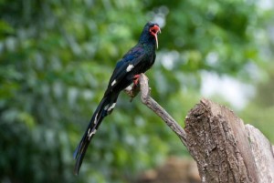 Wood Hoopoe