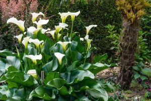 Zantedeschia