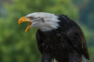 types of eagles - Bald Eagle