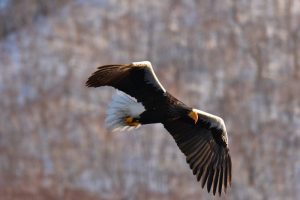 types of eagles - Steller’s Sea Eagle