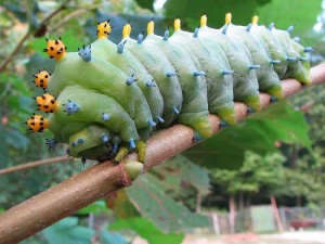christmas light caterpillar