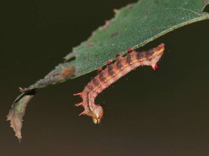 coxcomb prominent caterpillar