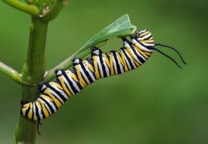 Types of Caterpillars - Monarch Caterpillar