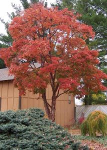 small trees - Acer griseum AGM - images : Pinterest.com