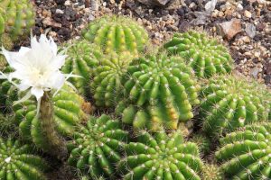 flowers that grow in the dark - Echinopsis