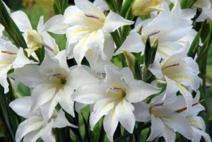 flowers that grow in the dark - Evening Gladiolus