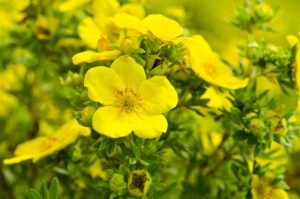 flowers that grow in the dark - Evening Primrose