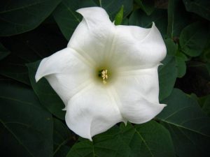 flowers that grow in the dark - Moonflower