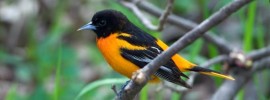 Northern Oriole