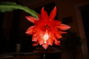 22 Beautiful Flowers which Blooming at Night (with Pictures)