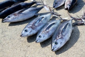 6 Low Mercury Seafood List