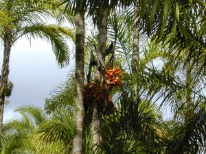 ornamental plants - Bactris palm - en.wikipedia.org
