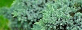 ornamental plants - Juniperus