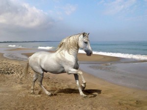 Andalusian Horse