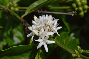 Arabica Coffee Flower