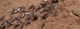 Army Ant - Dangerous Animal