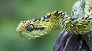 The Unusual Snakes