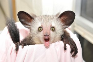 Aye-aye