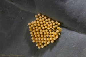 Butterflies Eggs