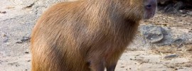 Capybara