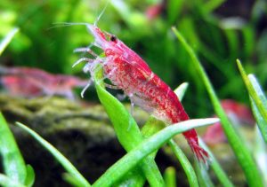 red animals - Cherry Shrimp - image - hugglepets.com