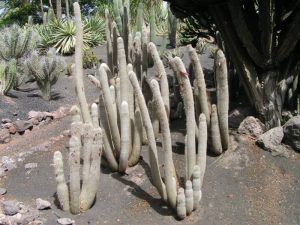 wierd plants - Silver Lantern Cactus - jardineriaon.com