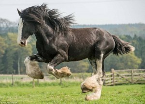 Clydesdale Horse