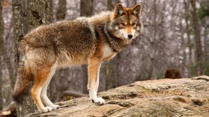 nocturnal animals - Coyotes - image - kids.nationalgeographic.com