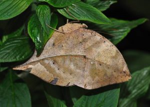 Types of Butterflies - Dead Leaves Butterfly