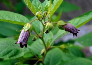 dangerous plants - Deadly Nightshade - independent.co.uk