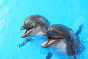 13 Secret Facts Of Dolphin You Don’t Have To Know